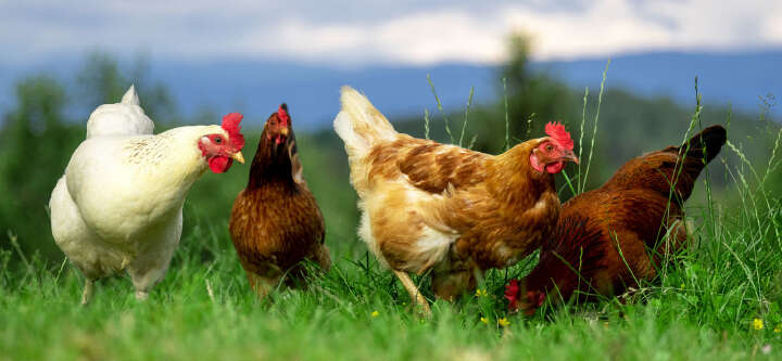 unsere marken nutztiere